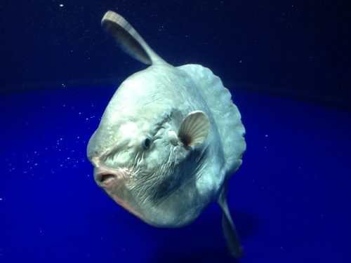 HB Deep Sea Sunfish